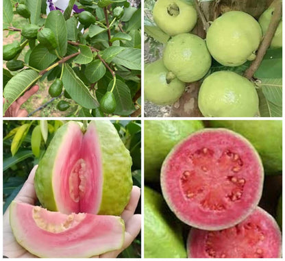 Argentine Pink Guava Air Layered Healthy Fruit Plant