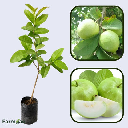 Arka Amulya GuavaAir Layered Healthy Fruit Plant