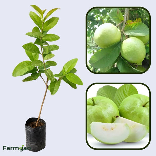 Arka Amulya GuavaAir Layered Healthy Fruit Plant