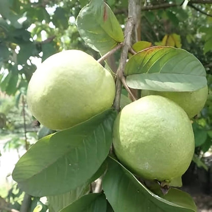 Arka Amulya GuavaAir Layered Healthy Fruit Plant