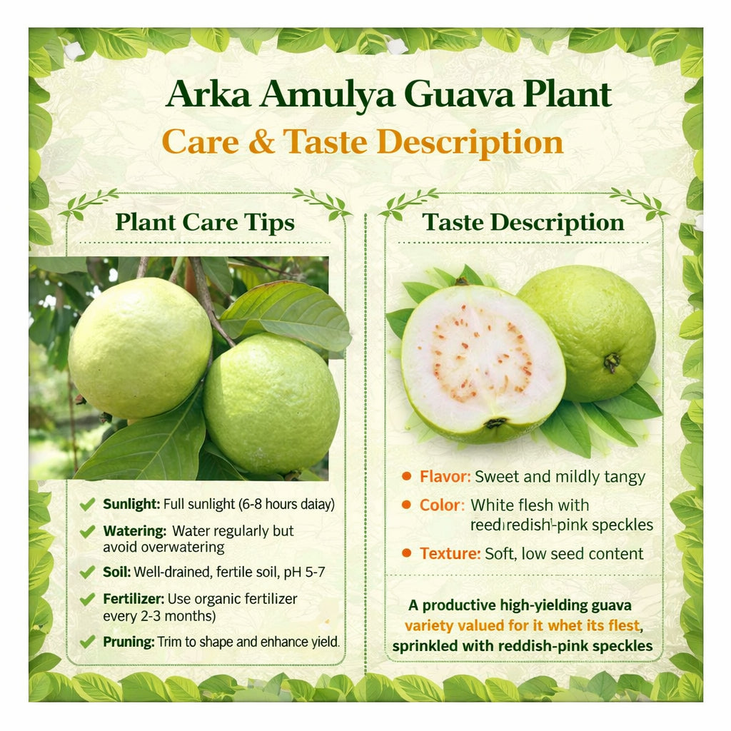 Arka Amulya GuavaAir Layered Healthy Fruit Plant