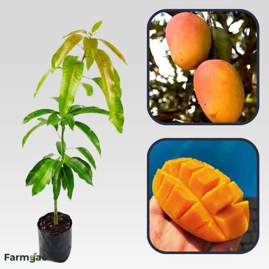 Arka Anmol Mango Aam Grafted Healthy Fruit Plant
