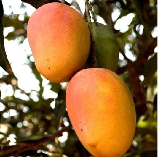 Arka Anmol Mango Aam Grafted Healthy Fruit Plant