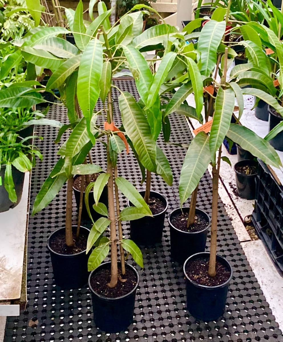 Arka Anmol Mango Aam Grafted Healthy Fruit Plant