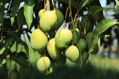 Arka Anmol Mango Aam Grafted Healthy Fruit Plant