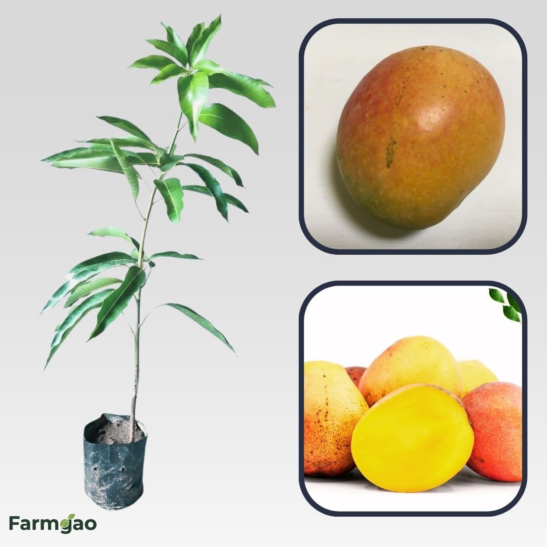 Arka Aruna Mango Aam Grafted Healthy Fruit Plant