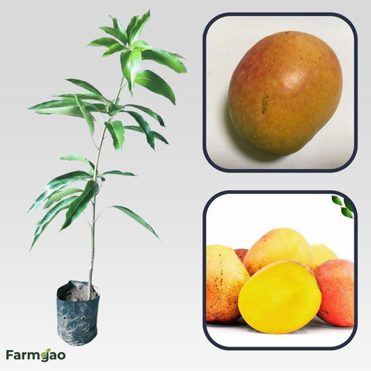 Arka Aruna Mango Aam Grafted Healthy Fruit Plant