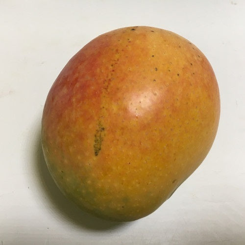 Arka Aruna Mango Aam Grafted Healthy Fruit Plant