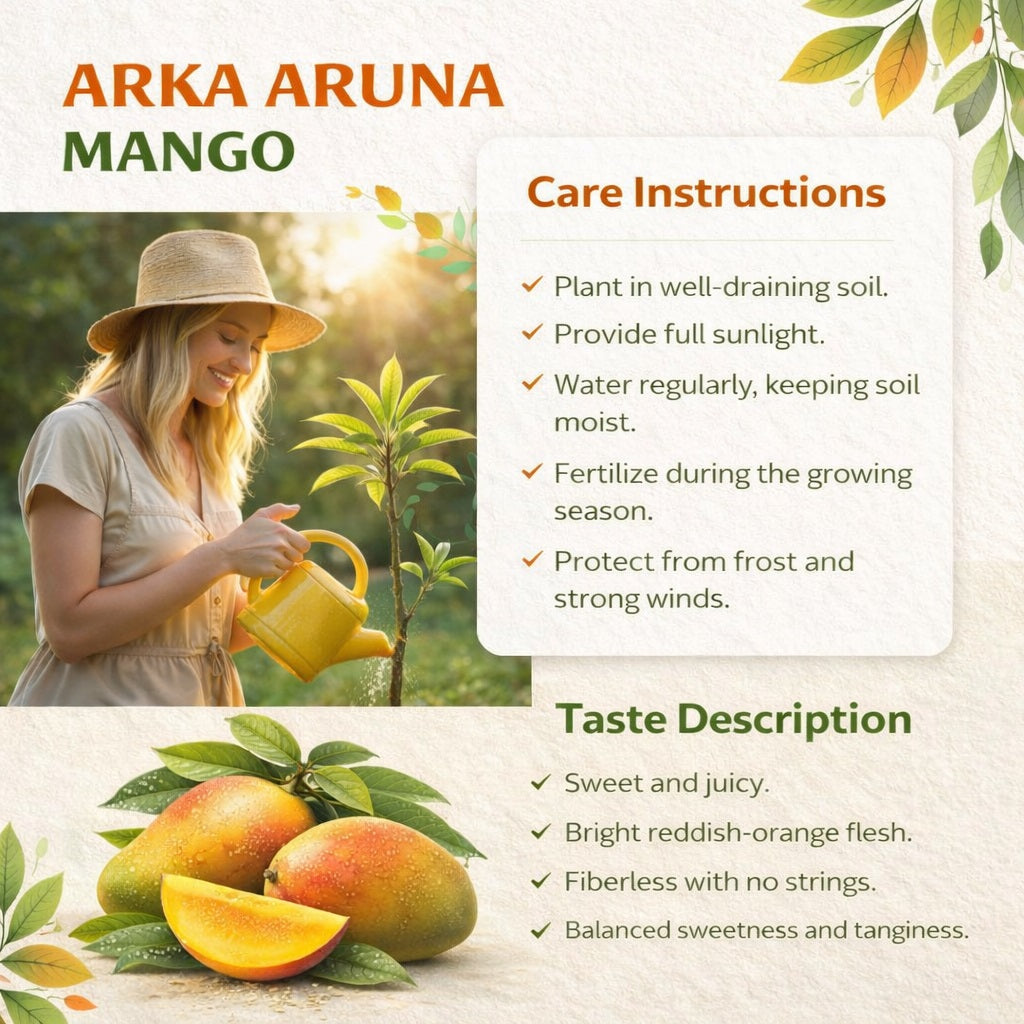 Arka Aruna Mango Aam Grafted Healthy Fruit Plant