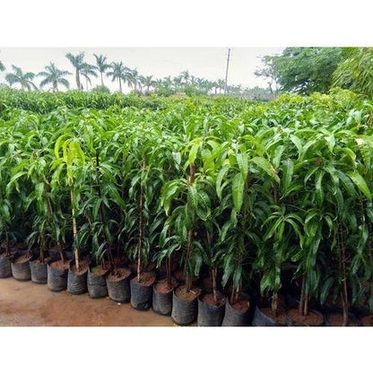 Arka Aruna Mango Aam Grafted Healthy Fruit Plant