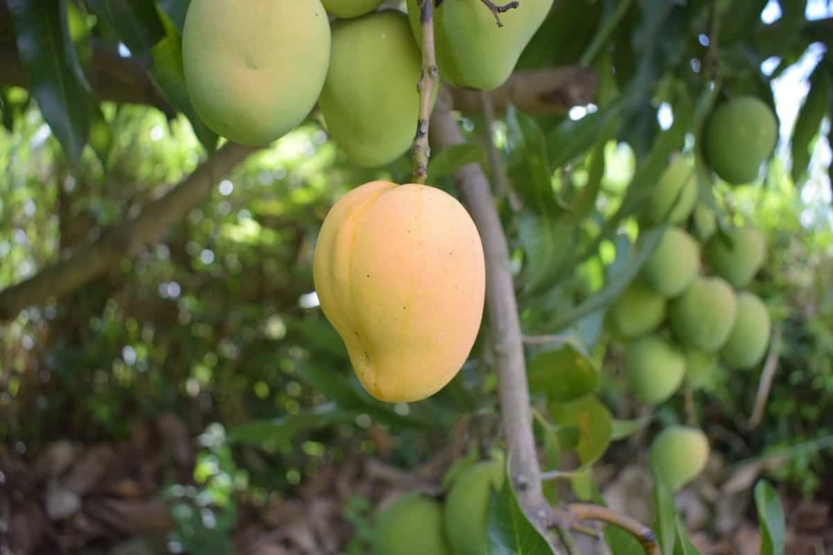 Arka Aruna Mango Aam Grafted Healthy Fruit Plant
