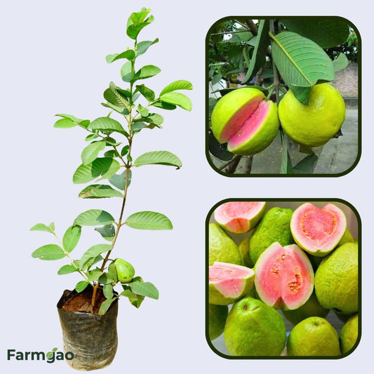 Arka Kiran Guava Air Layered Healthy Fruit Plant