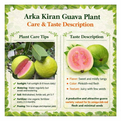 Arka Kiran Guava Air Layered Healthy Fruit Plant