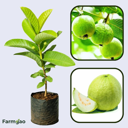Arka Mridula GuavaAir Layered Healthy Fruit Plant