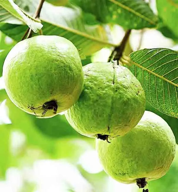 Arka Mridula GuavaAir Layered Healthy Fruit Plant