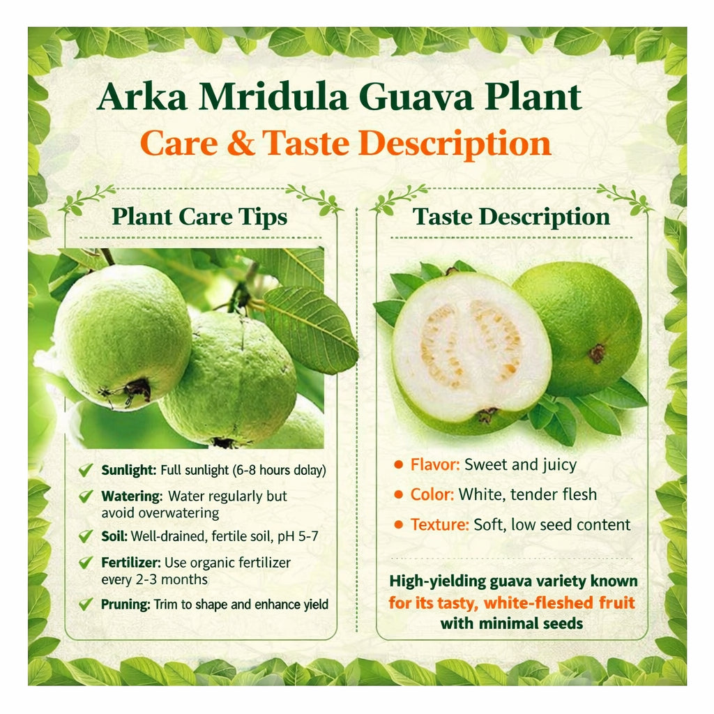 Arka Mridula GuavaAir Layered Healthy Fruit Plant