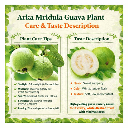 Arka Mridula GuavaAir Layered Healthy Fruit Plant