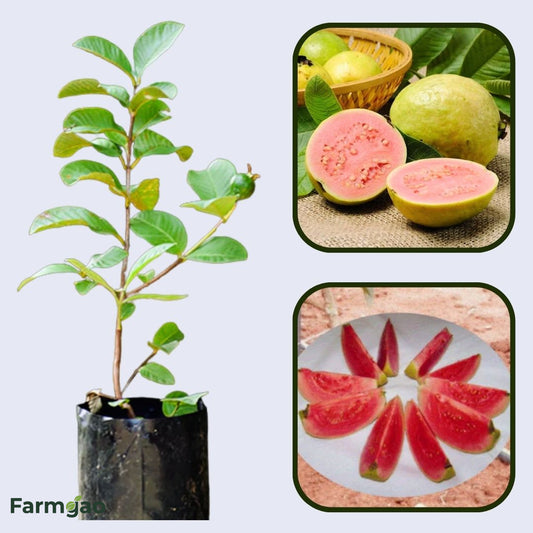 Arka Neelima Guava Air Layered Healthy Fruit Plant