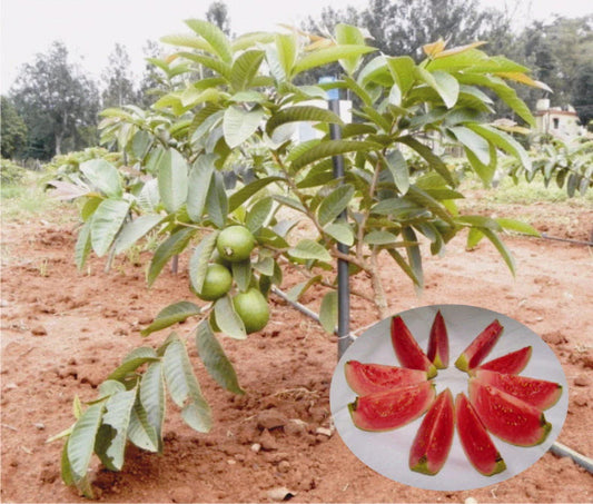 Arka Neelima Guava Air Layered Healthy Fruit Plant