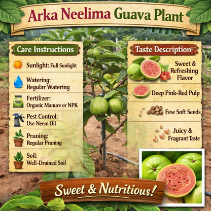 Arka Neelima Guava Air Layered Healthy Fruit Plant