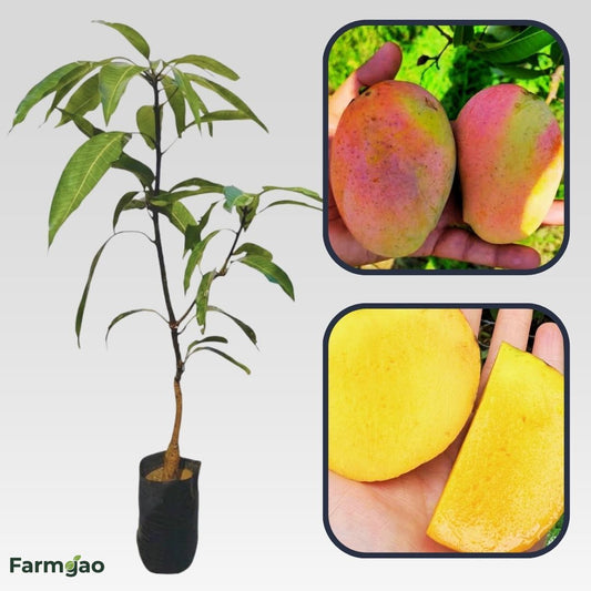 Arka Neelkiran Mango Aam Grafted Healthy Fruit Plant