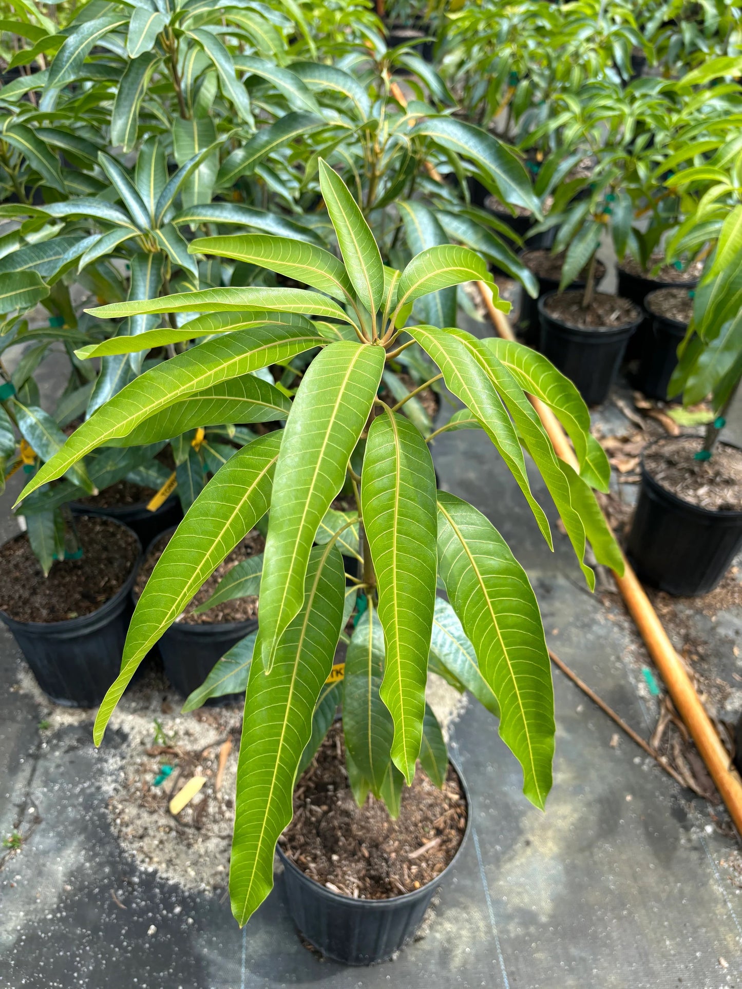 Arka Neelkiran Mango Aam Grafted Healthy Fruit Plant