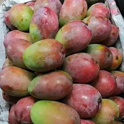 Arka Neelkiran Mango Aam Grafted Healthy Fruit Plant