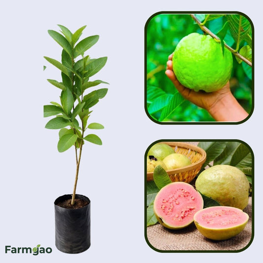 Arka Rashmi Guava Air Layered Healthy Fruit Plant