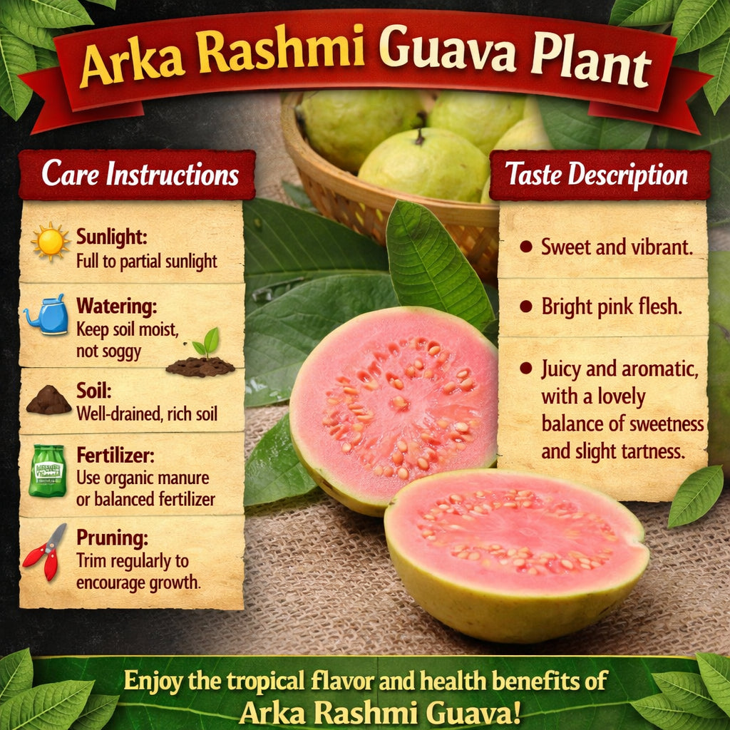 Arka Rashmi Guava Air Layered Healthy Fruit Plant