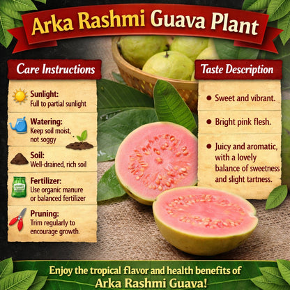 Arka Rashmi Guava Air Layered Healthy Fruit Plant