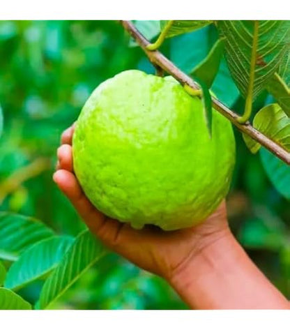 Arka Rashmi Guava Air Layered Healthy Fruit Plant