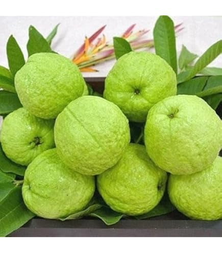 Arka Rashmi Guava Air Layered Healthy Fruit Plant