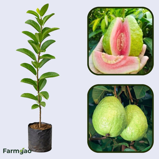 Arka Shyam Guava Air Layered Healthy Fruit Plant