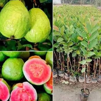 Arka Shyam Guava Air Layered Healthy Fruit Plant