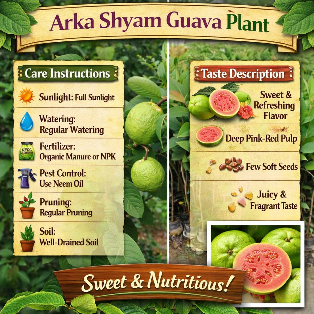 Arka Shyam Guava Air Layered Healthy Fruit Plant