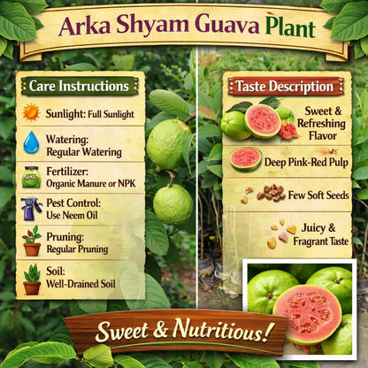 Arka Shyam Guava Air Layered Healthy Fruit Plant
