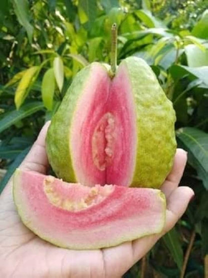 Arka Shyam Guava Air Layered Healthy Fruit Plant