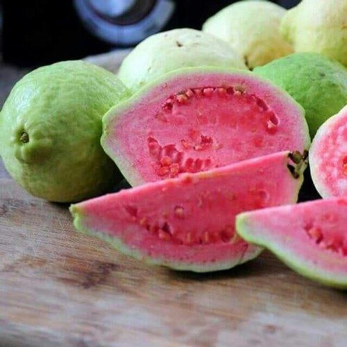 Arka Shyam Guava Air Layered Healthy Fruit Plant