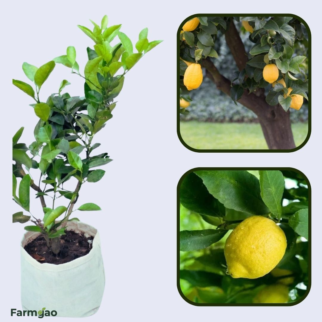 Armstrong Lemon Plant Live Nimbu Tree Kagzi Lemon Citrus Limon Fruit Plant