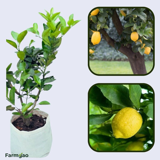 Armstrong Lemon Plant Live Nimbu Tree Kagzi Lemon Citrus Limon Fruit Plant