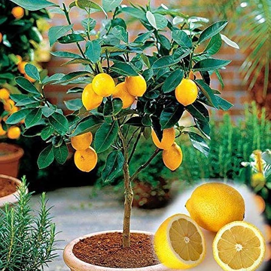 Armstrong Lemon Plant Live Nimbu Tree Kagzi Lemon Citrus Limon Fruit Plant