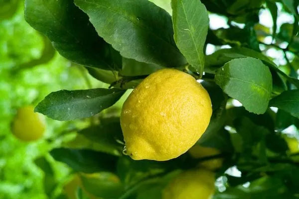 Armstrong Lemon Plant Live Nimbu Tree Kagzi Lemon Citrus Limon Fruit Plant