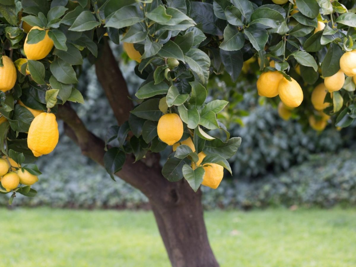 Armstrong Lemon Plant Live Nimbu Tree Kagzi Lemon Citrus Limon Fruit Plant