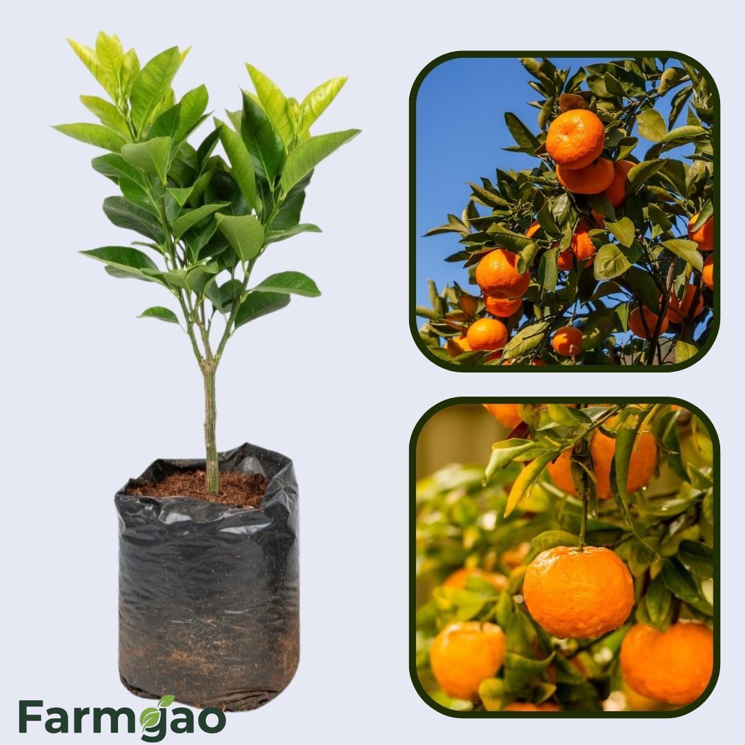 Armstrong Satsuma Orange Grafted Healthy Fruit Plant