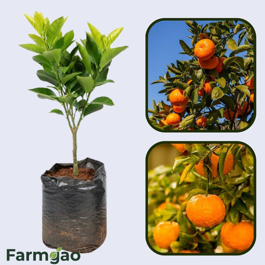 Armstrong Satsuma Orange Grafted Healthy Fruit Plant