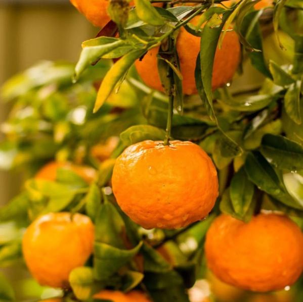 Armstrong Satsuma Orange Grafted Healthy Fruit Plant