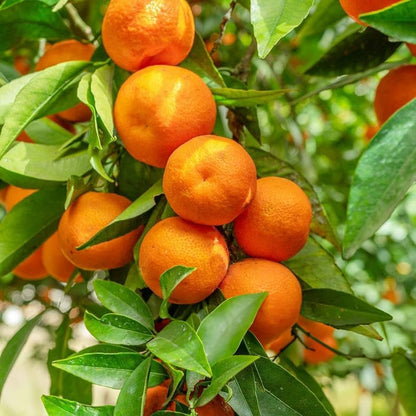 Armstrong Satsuma Orange Grafted Healthy Fruit Plant