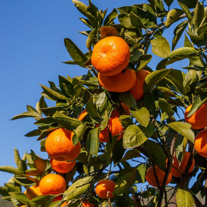 Armstrong Satsuma Orange Grafted Healthy Fruit Plant