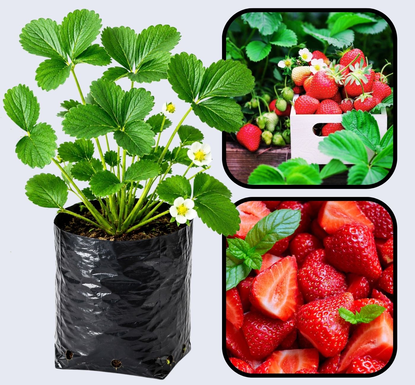 Aromas Strawberry Healthy Sweet Home Garden Kitchen Garden Terrace Balcony Fruit Plant