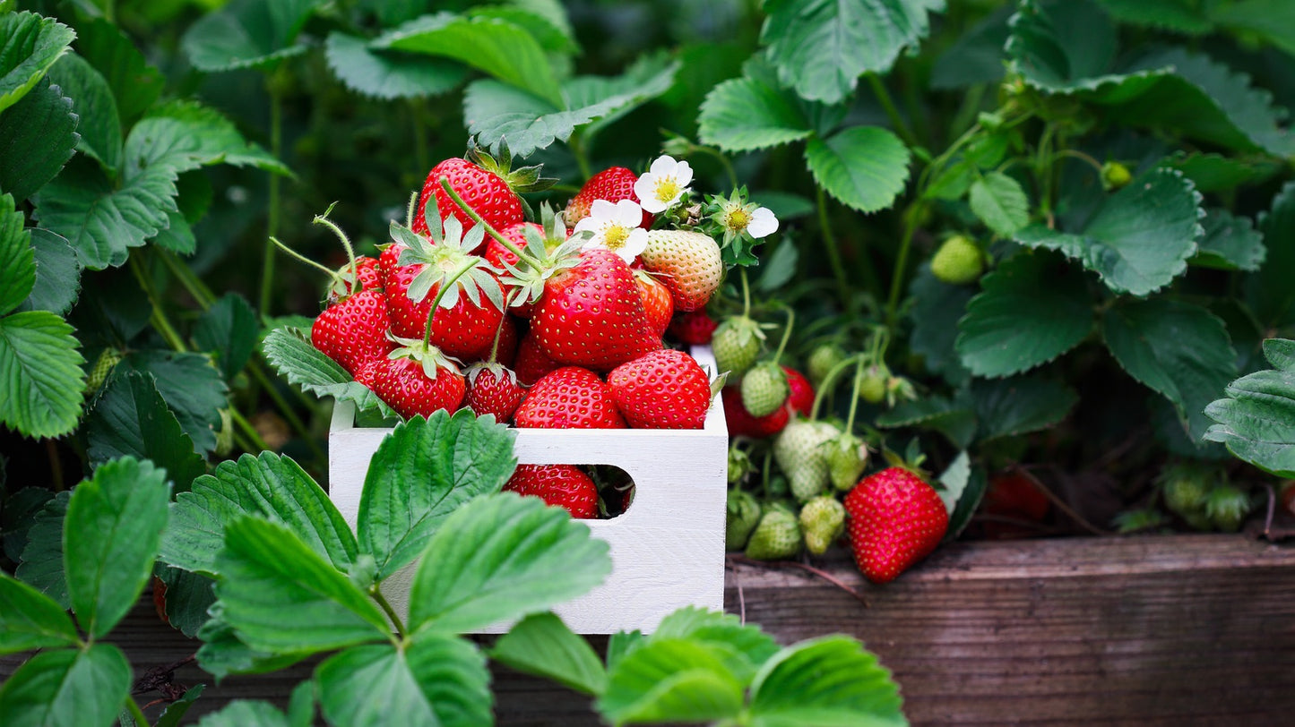 Aromas Strawberry Healthy Sweet Home Garden Kitchen Garden Terrace Balcony Fruit Plant